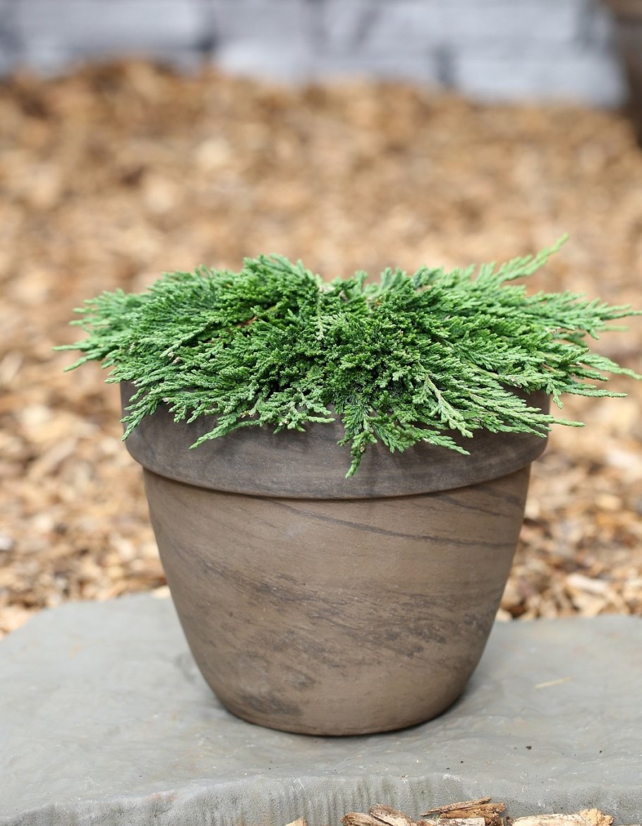 Можжевельник горизонтальный панкейк