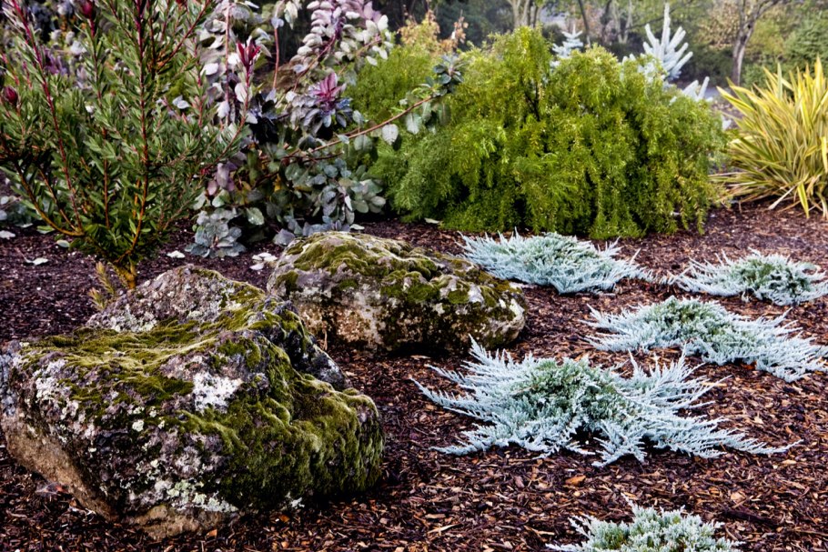 Блю чип можжевельник рокарий