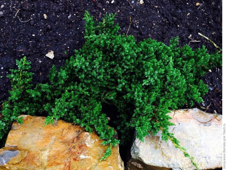 Можжевельник мексиканский