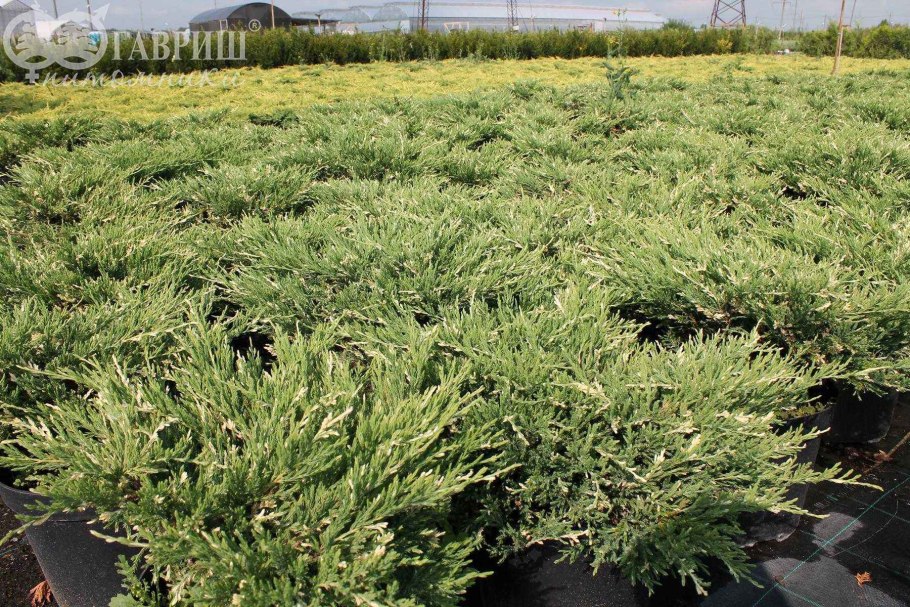 Можжевельник Andorra variegata