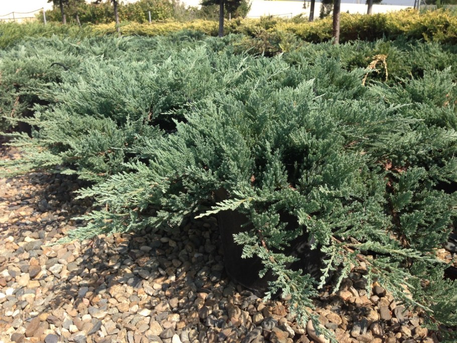 Можжевельник горизонтальный Блю