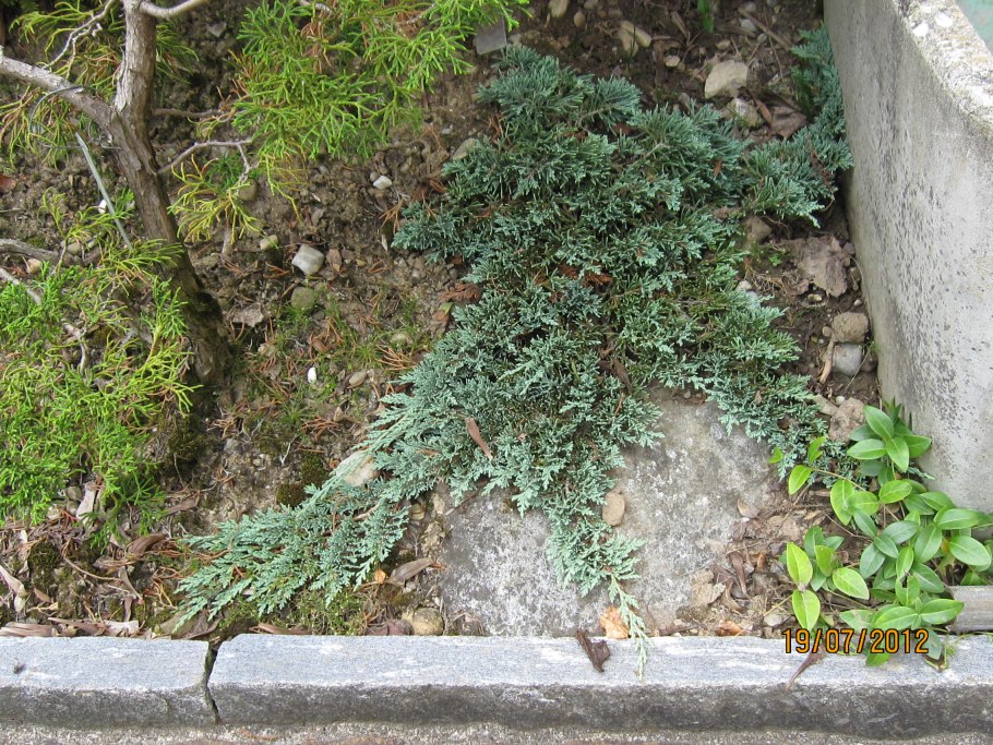 Можжевельник Хьюз