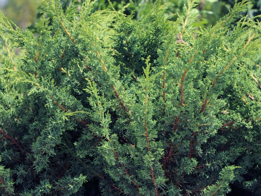 Можжевельник китайский Блаув