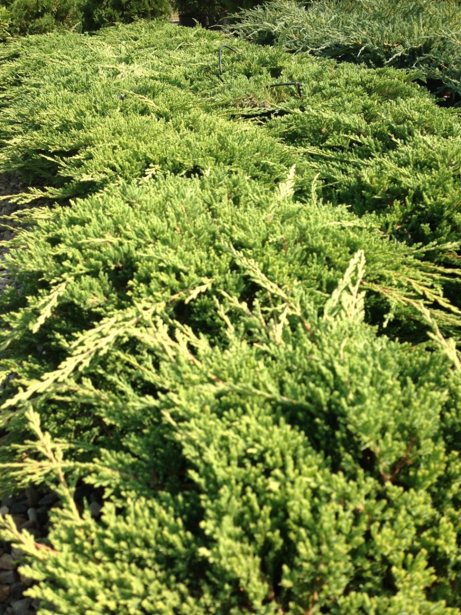 Можжевельник принц Уэльский