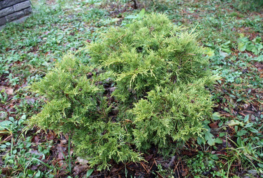 Можжевельник Голд Шац