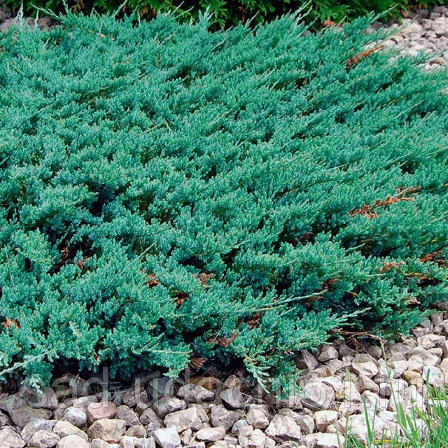 Можжевельник горизонтальный Блю чип
