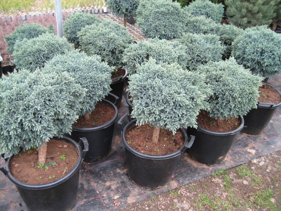 Можжевельник Литтл Джоанна