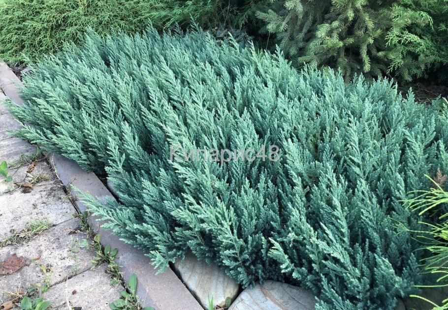 Можжевельник Блю компакт