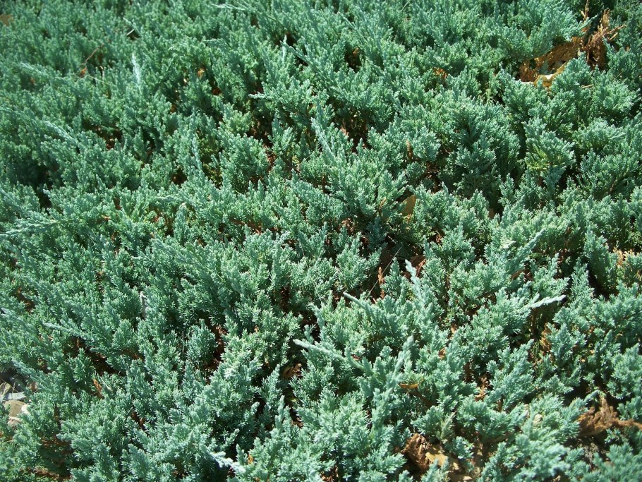 Можжевельник Блю чип