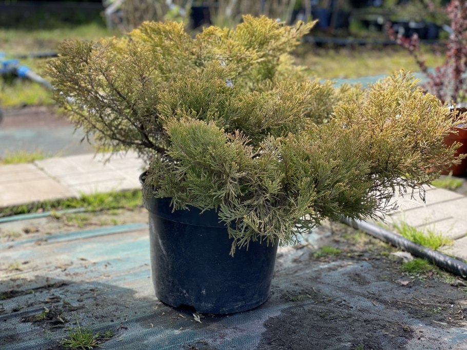 Juniperus horizontalis Glacier