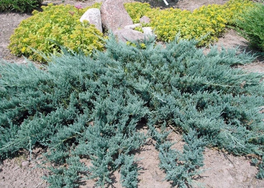 Можжевельник горизонтальный Вилтони
