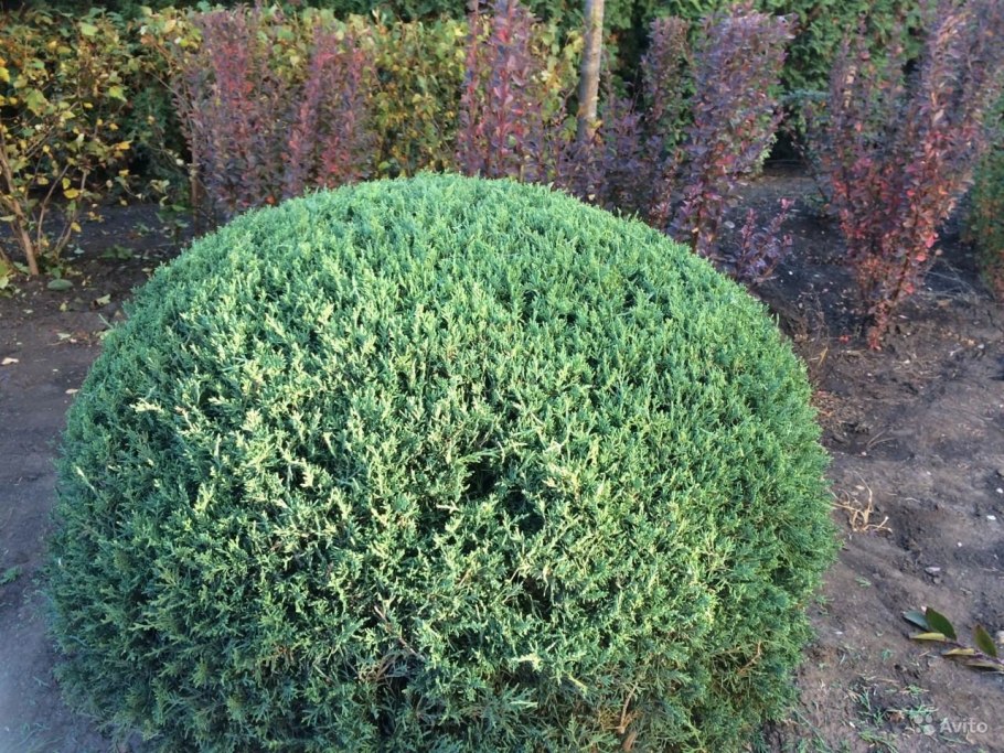 , Ель, можжевельник, туя, самшит.