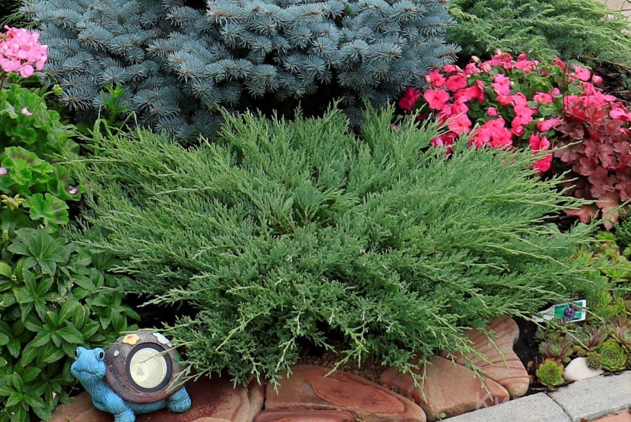 Можжевельник Andorra compacta