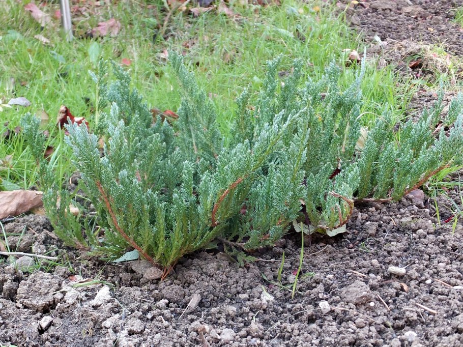 Можжевельник горизонтальный Блю Форест