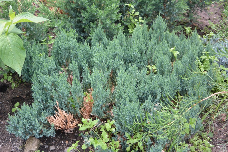 Можжевельник Блю Форест