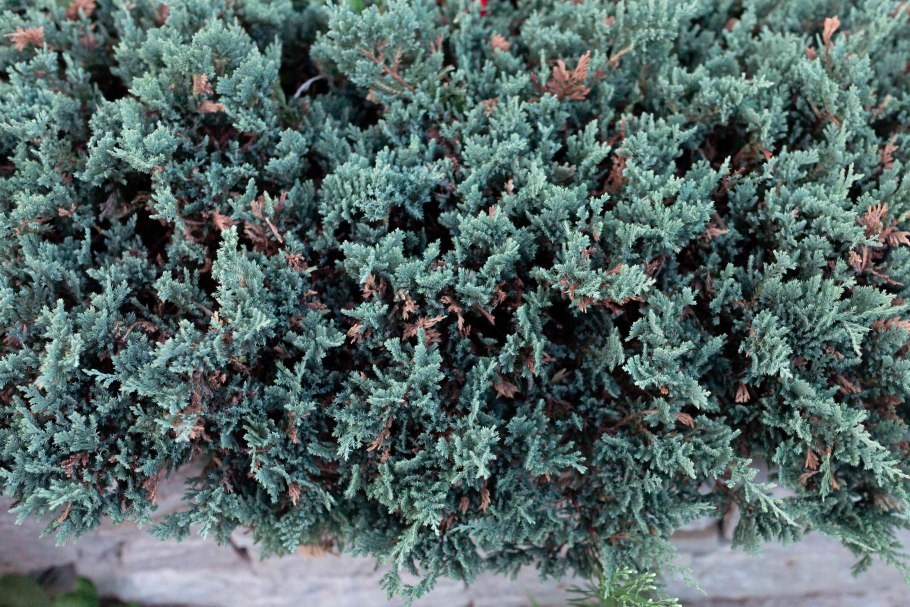 Можжевельник стелющийся Блю чип
