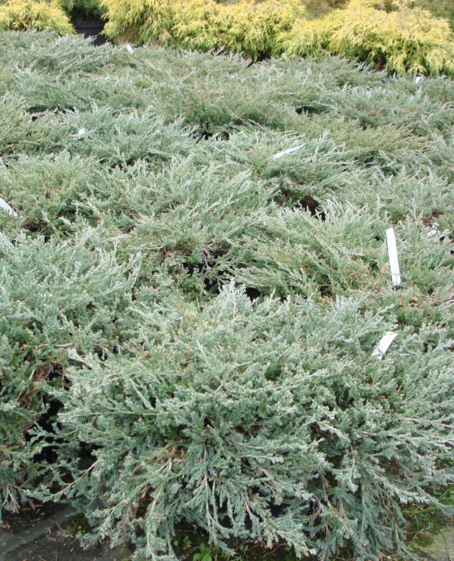 Можжевельник горизонтальный &#96;Юкон Белль&#96;