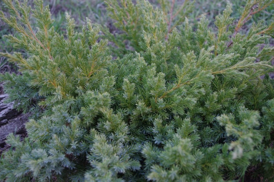 Можжевельник Даурский