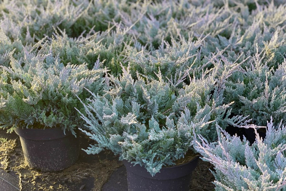 Можжевельник Блю чип