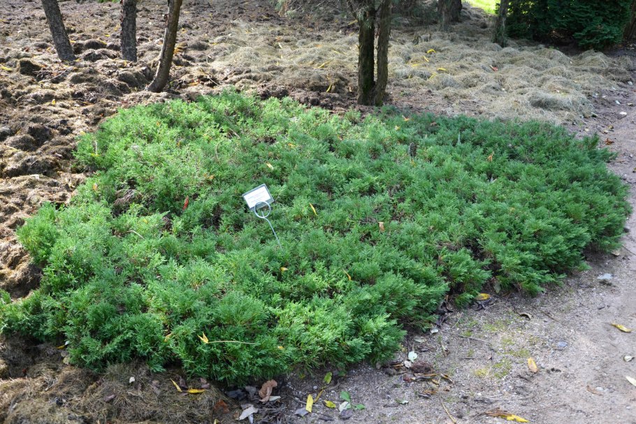 Можжевельник колючий ползучий