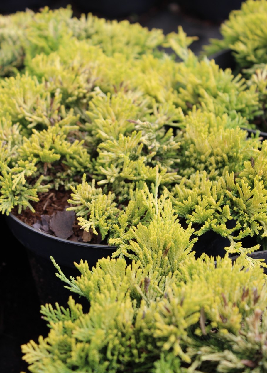 Можжевельник Горизонт. Голден карпет