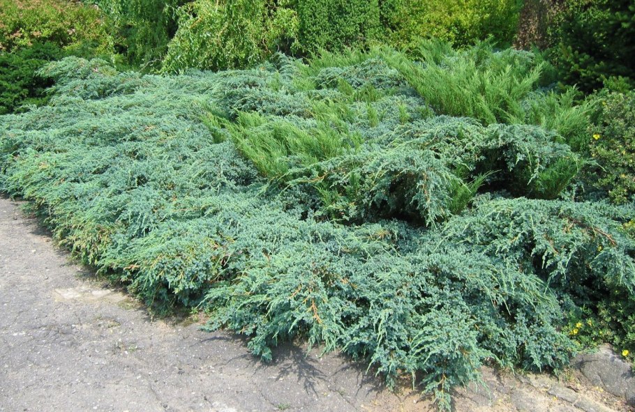 Можжевельника Блю капит