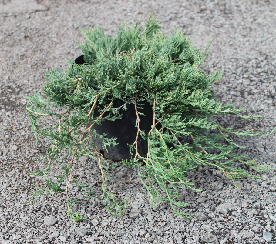 Можжевельник Джейд Ривер