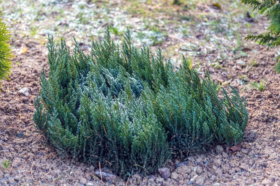 Можжевельник горизонтальный Блю Форест