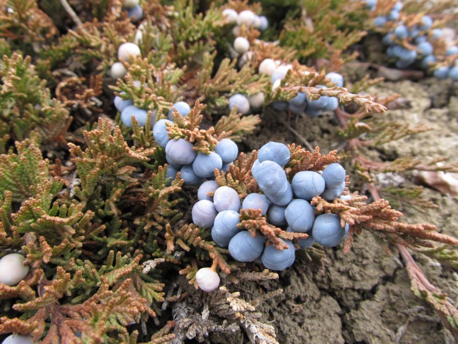 Можжевельник пурпурный