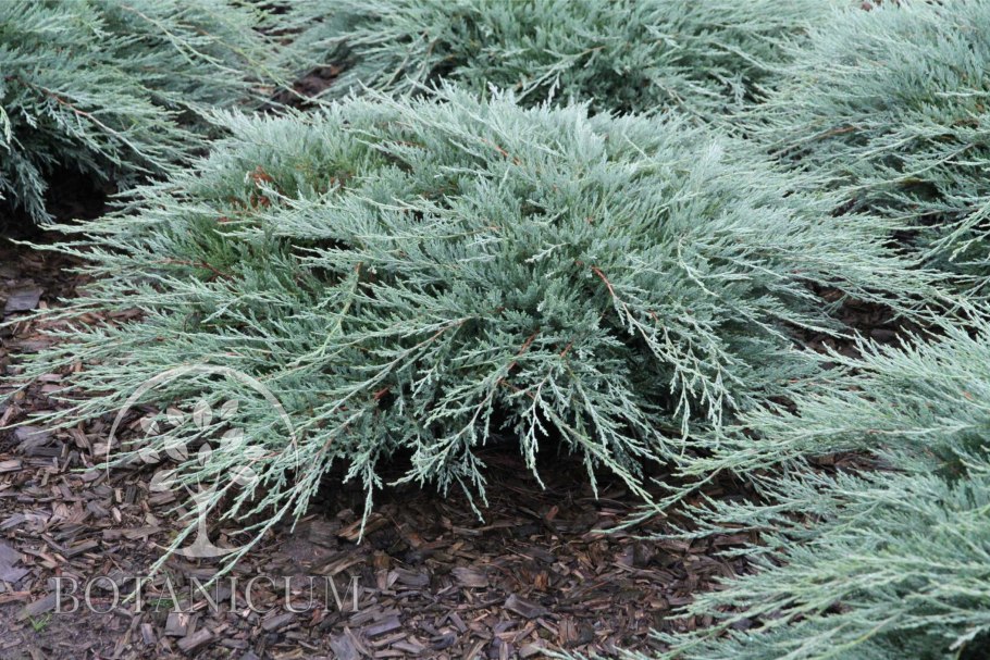 Juniperus horizontalis Hughes