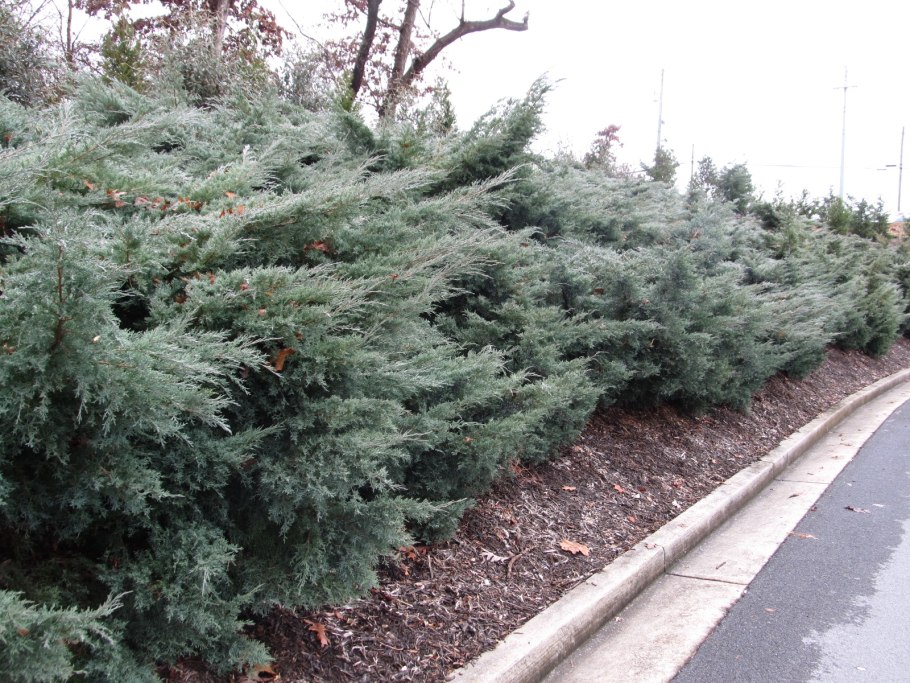 Можжевельник виргинский грейовл