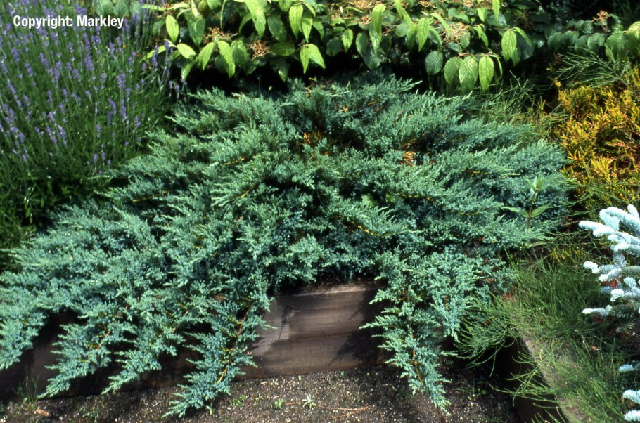 Можжевельник Горизонт Глаука