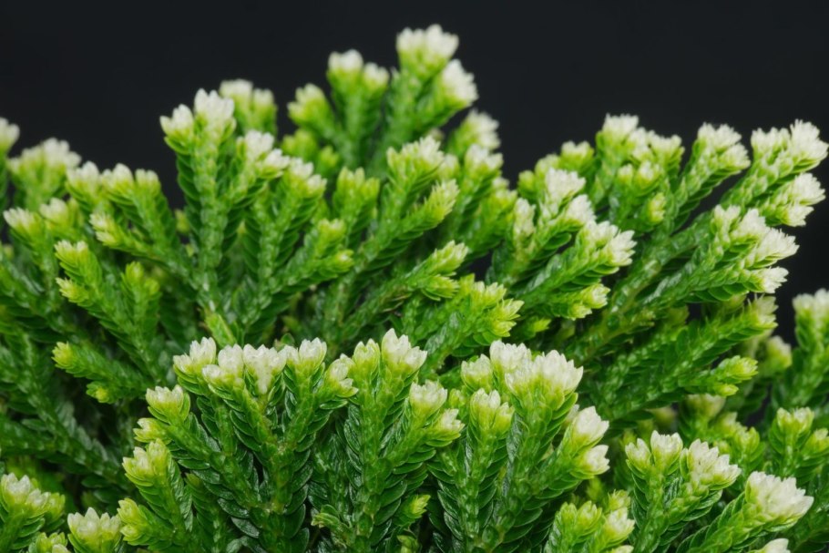 Селагинелла Сибирская