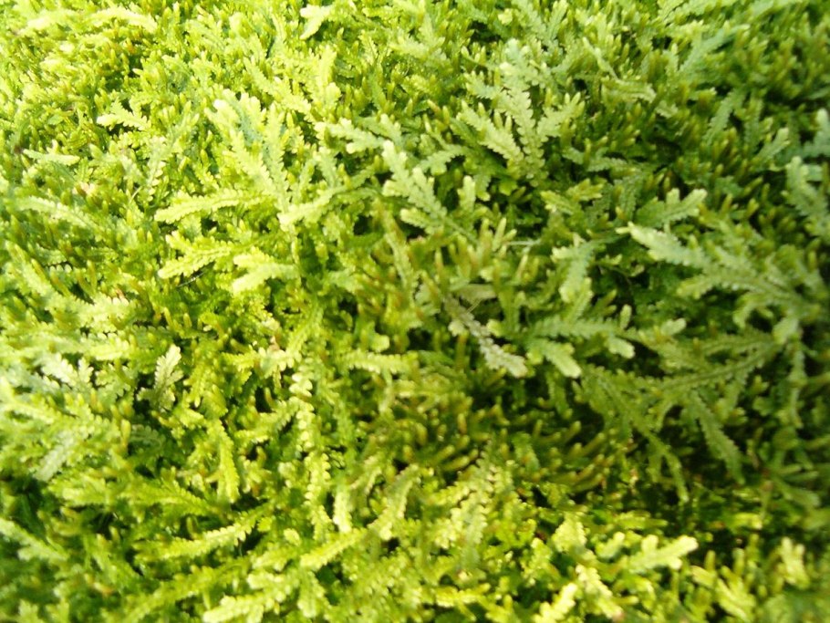 Selaginella erythropus