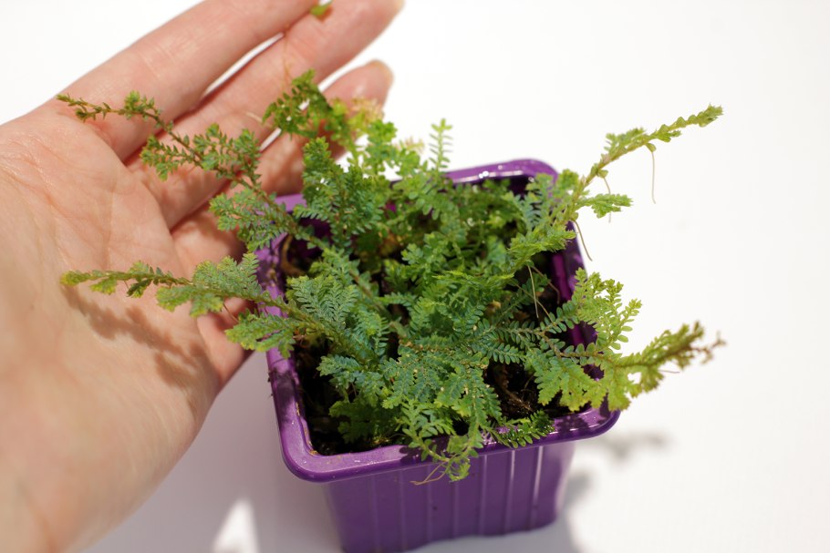 Папоротник селагинелла Мосс