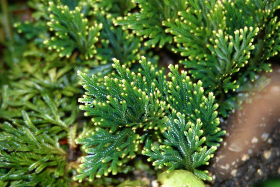 Селагинелла Сибирская