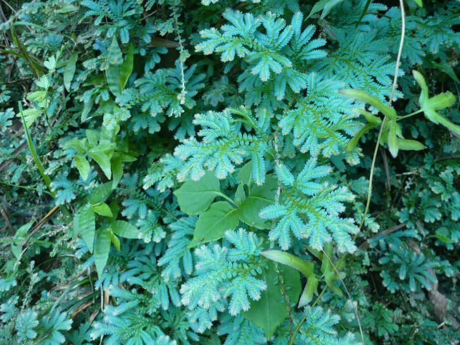 Селагинелла Краусса (Selaginella kraussiana)