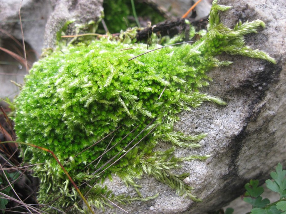 Селагинелла Мосс