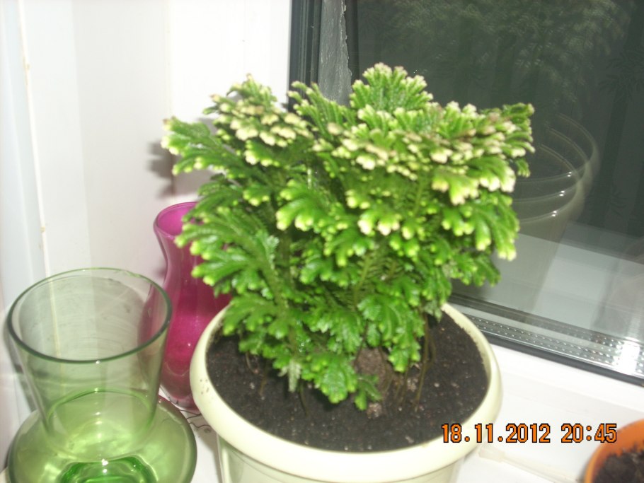 Selaginella lepidophylla