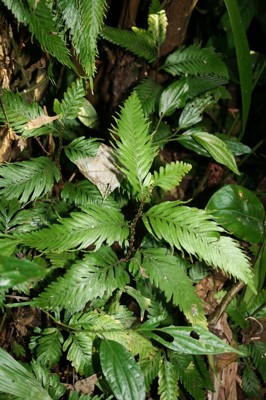Selaginella kraussiana внешний вид