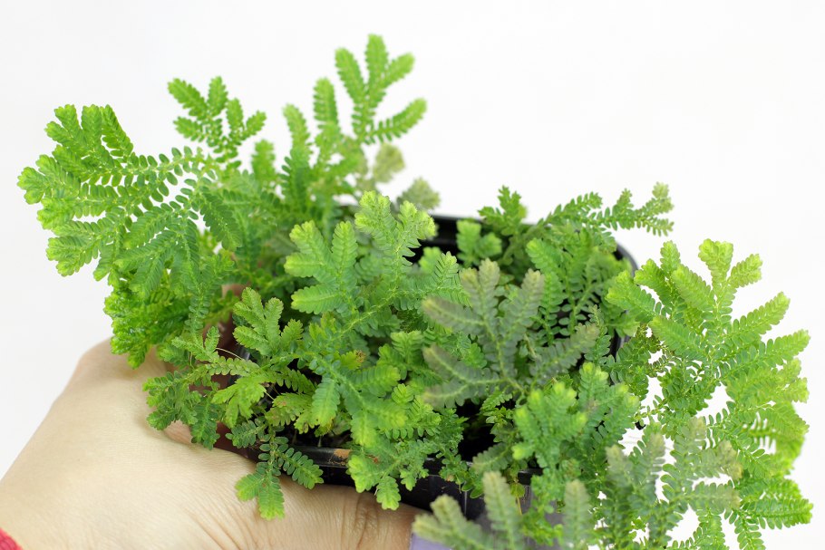 Селагинелла чешуелистная