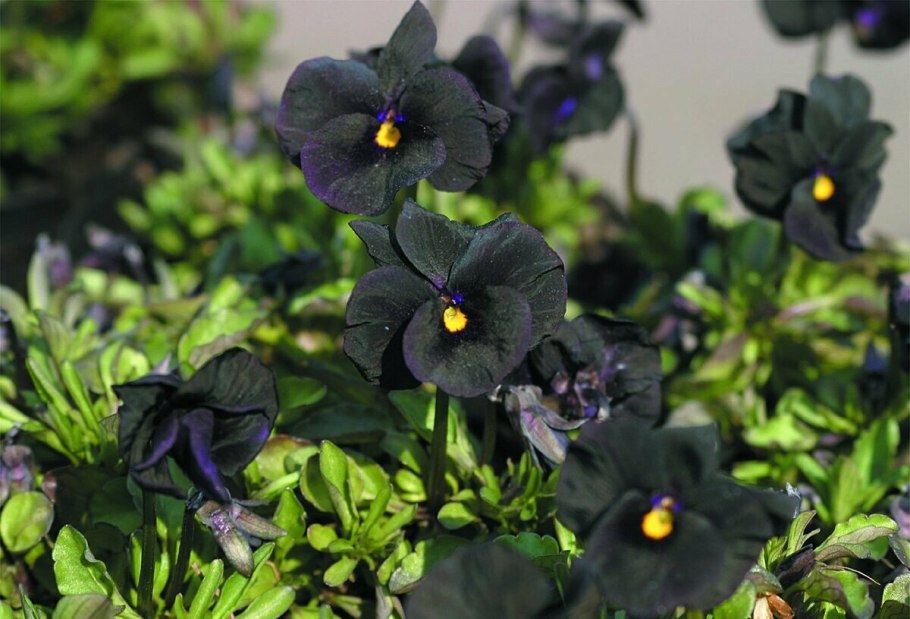 Фиалка рогатая Молли Сандерсон