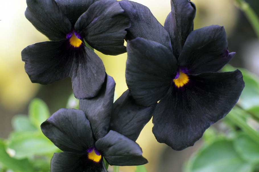 Черная фиалка