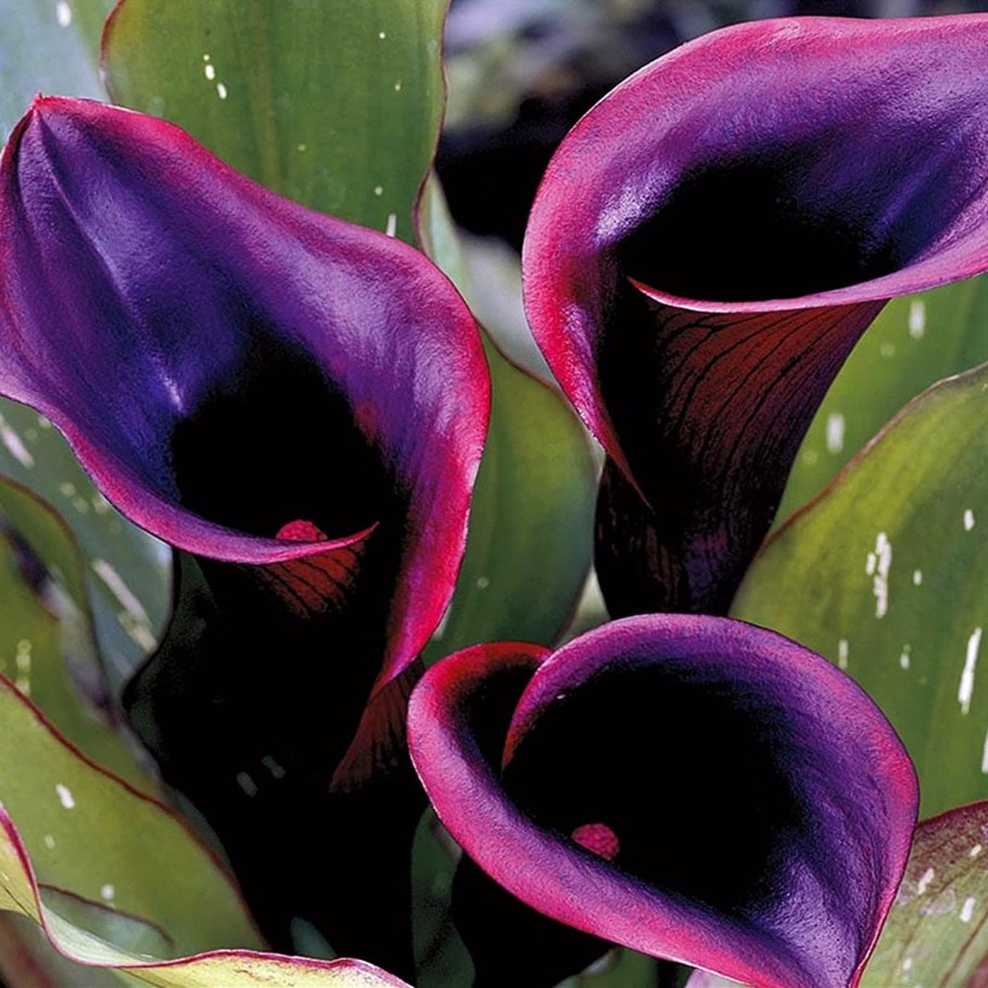 Калла акцент