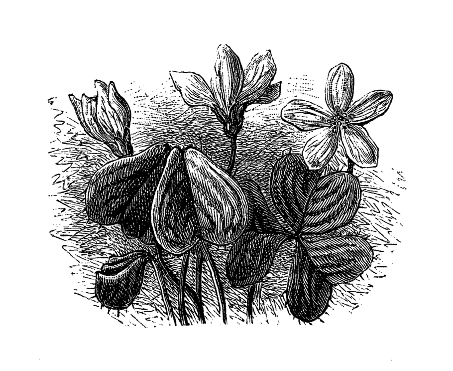 Штриховой рисунок цветов