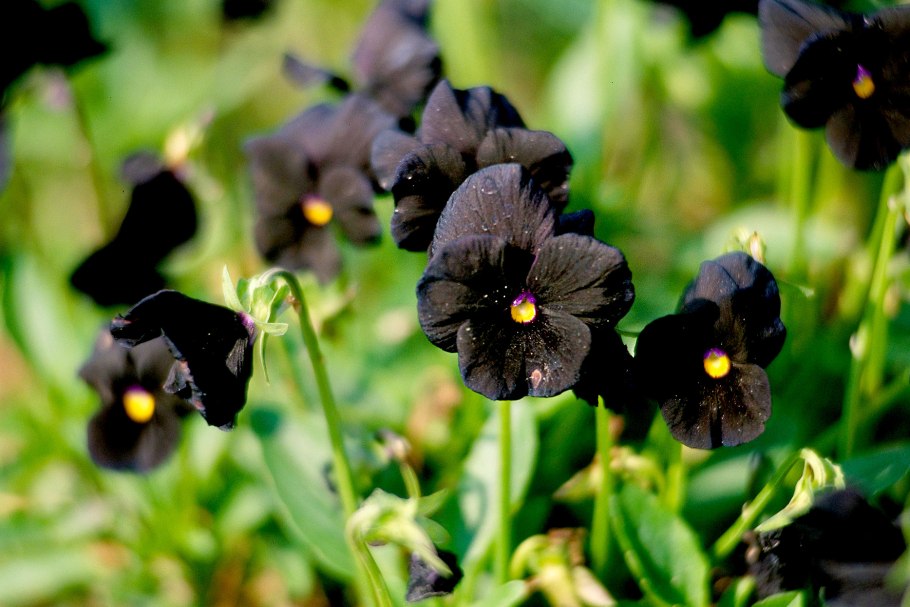 Черные тюльпаны черные Анютины глазки