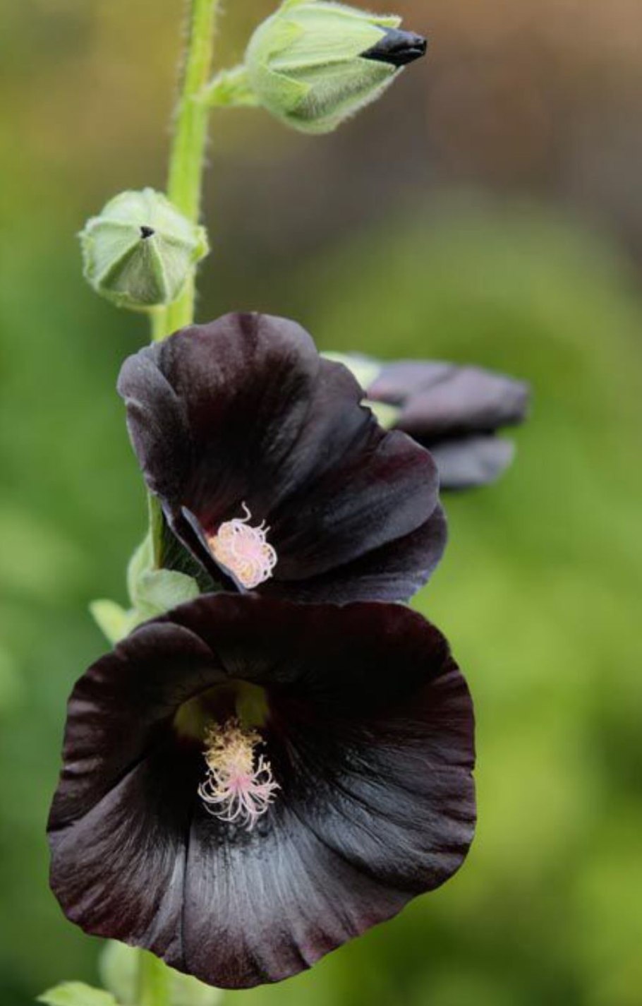 Hollyhock nigra