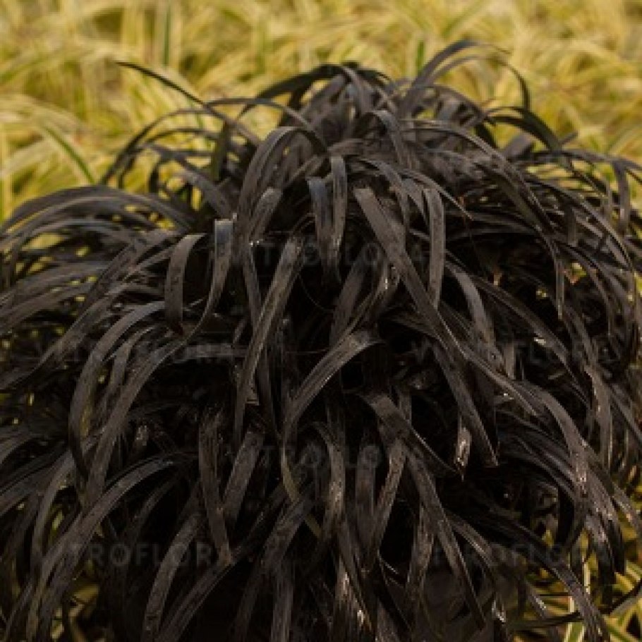 Черная трава