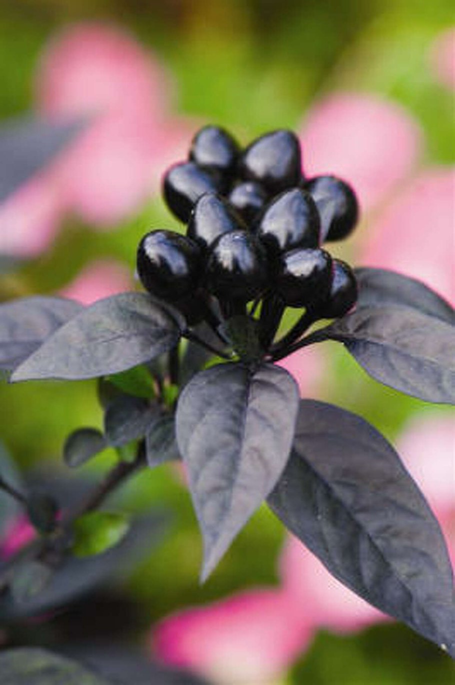 Блэк Флауэрс