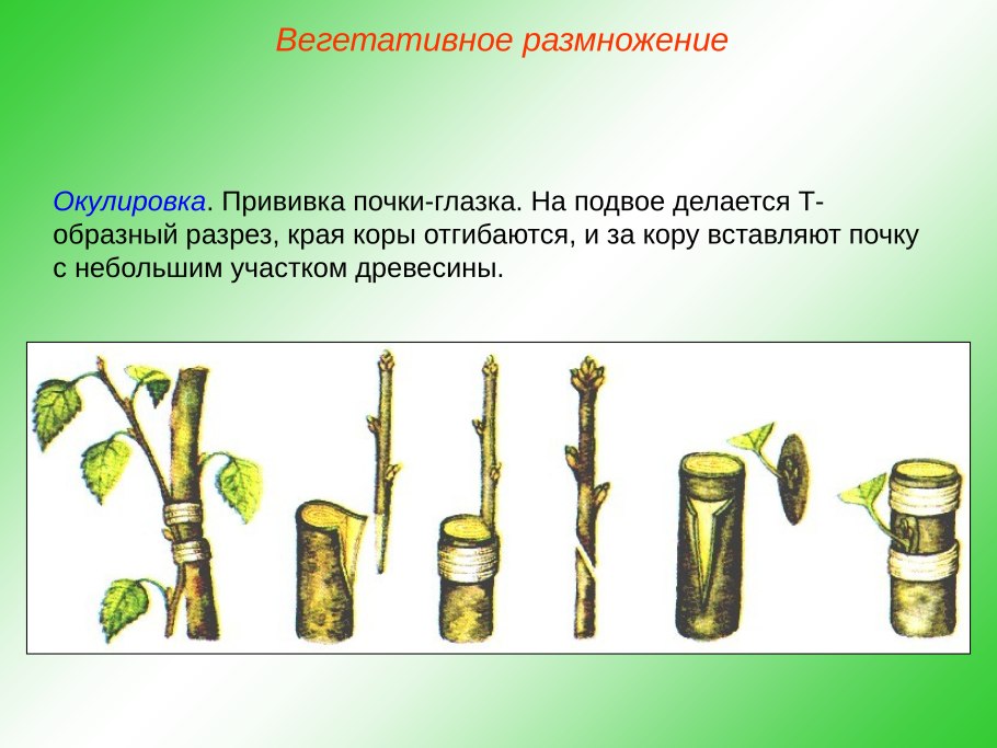 Вегетативное размножение методом прививки